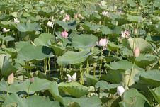Lotuses Stock Images Lotuses Stock Images