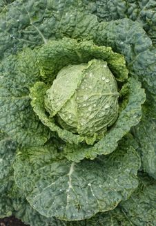 Savoy Cabbage Head Stock Photography Savoy Cabbage Head Stock Photography