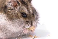 Dwarf Hamster Eating Pumpkin Seed Royalty Free Stock Photos