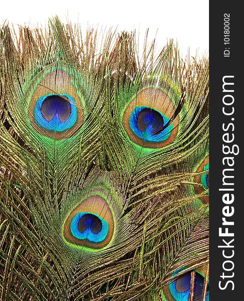 The peacock fan (fragment) 1