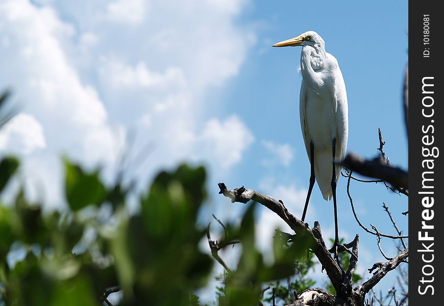 Egret in Florida Keys with blue skies. Egret in Florida Keys with blue skies