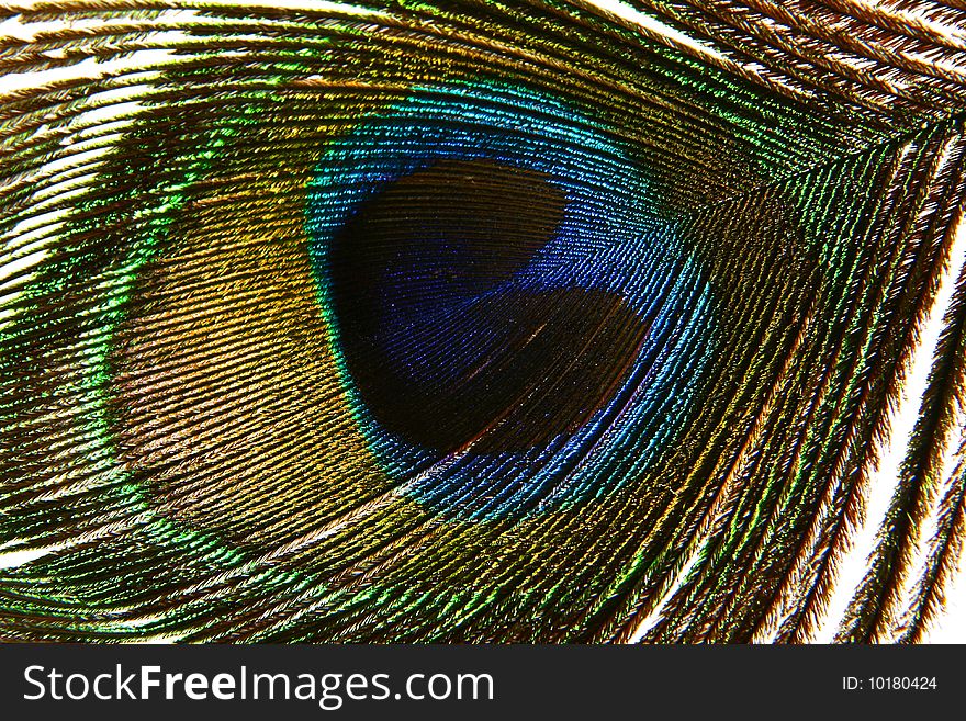 The Peacock Eye Macro