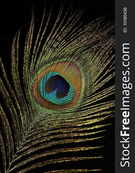 The peacock eye 3