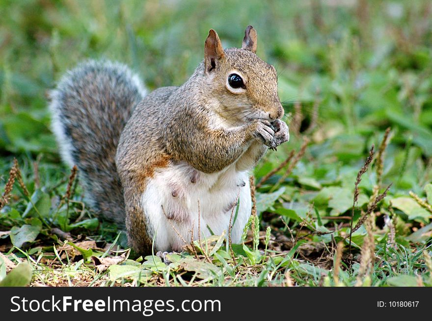 A Mother Squirrel eating, shallow depth of field with focus on face, horizontal with copy space