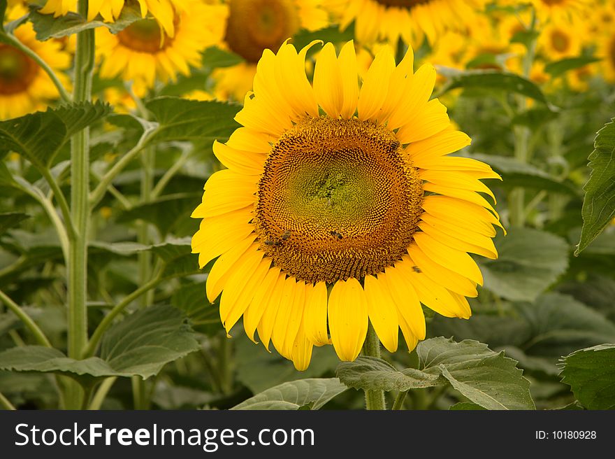 Sunflower with bees on green leaf background.