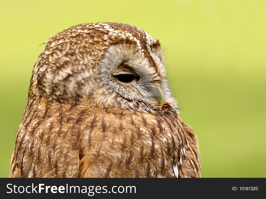 Animals: Portrait of a little brown owl