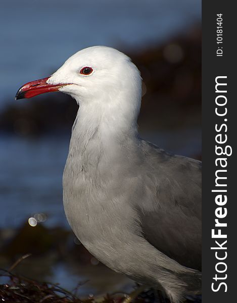 Beautiful red-beaked sea gull in Southern California stands proudly on the shore