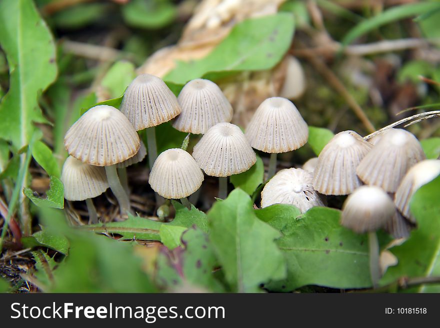 Many forest mushroom in macro