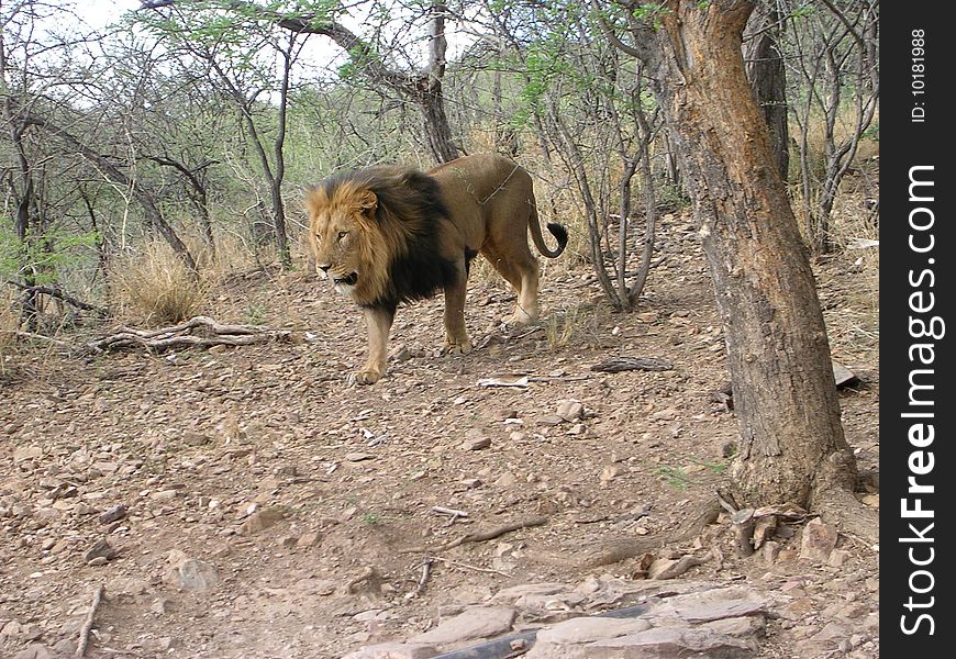 A male lion on his way to be fed. Picture was taken just outside Windhoek in Namibia.