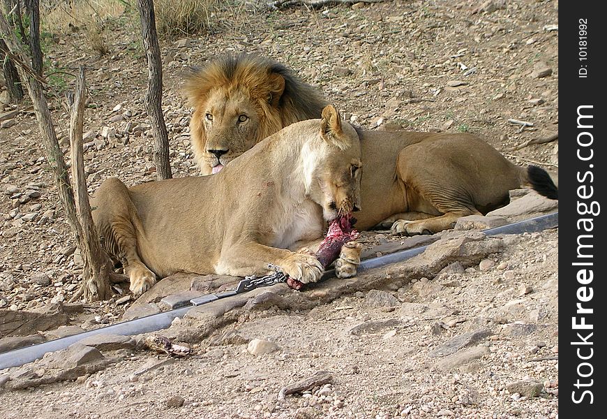 Male and female lion feeding at a wildlife reserve just outside Windhoek in Namibia. Male and female lion feeding at a wildlife reserve just outside Windhoek in Namibia