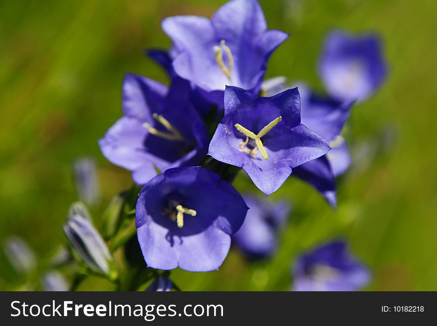 Bouquet of Blue Campanula in the field