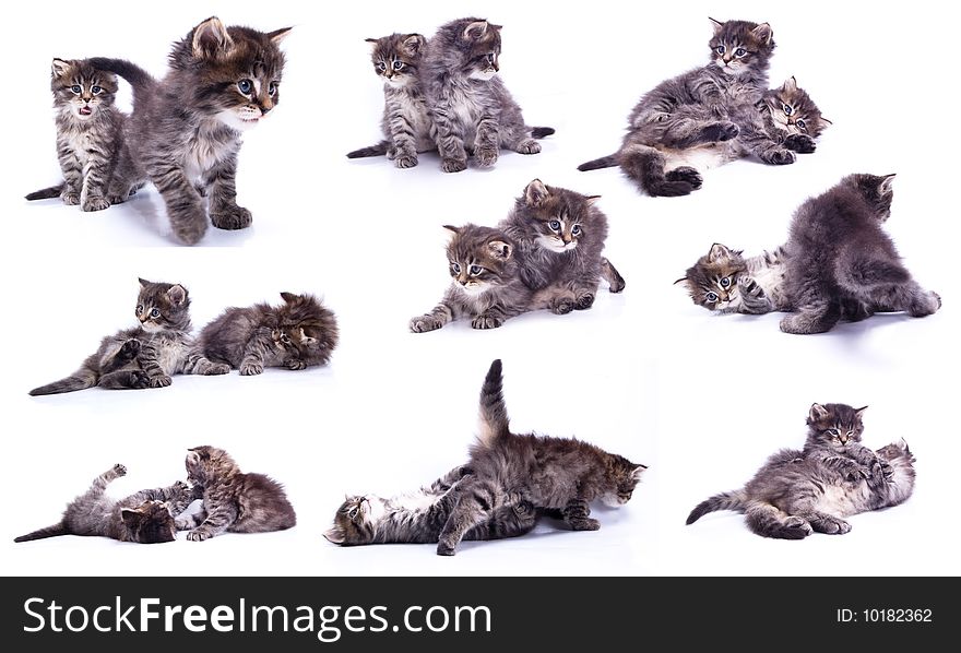 A differents two kitty on white isolated background