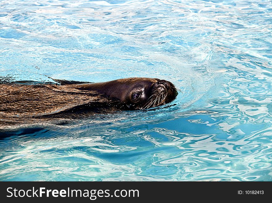 Seal swimming in a marine park