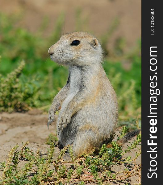 Young prairie dog sunning and watching. Young prairie dog sunning and watching