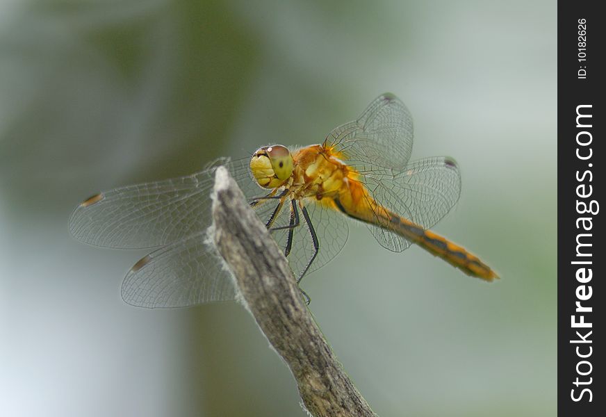 Dragonfly resting on a twig. Dragonfly resting on a twig