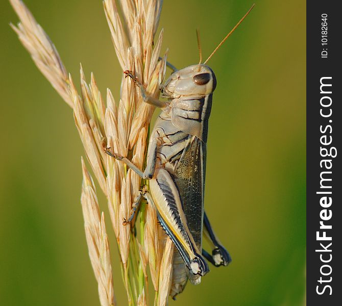 Grasshopper feasting on the prairie crops. Grasshopper feasting on the prairie crops