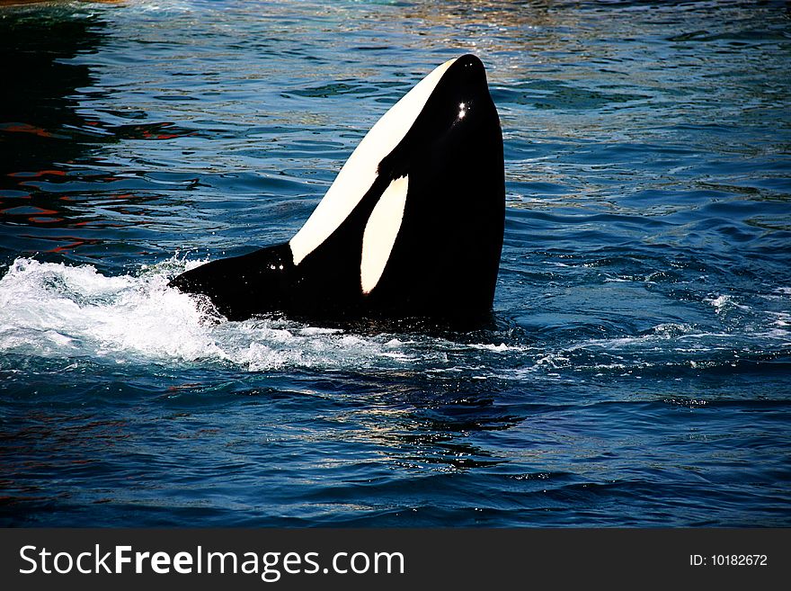 Killer whale jumping out from water