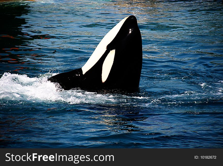 Killer Whale