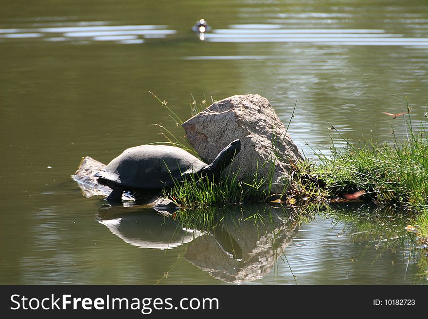 A water turtle trying to get onto a rock to take a sunbath. This picure was taken on the Hans Merensky Golf Course, Phalaborwa, South Africa