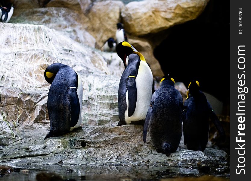 Four emperor penguins at a zoo