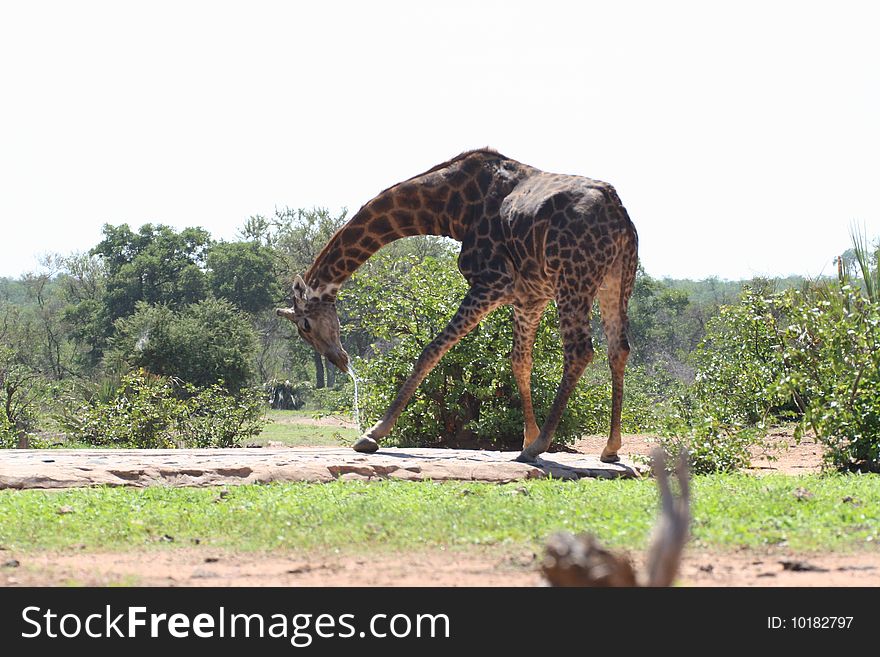 A giraffe drinking at a water hole in the Kruger National Park. A giraffe drinking at a water hole in the Kruger National Park