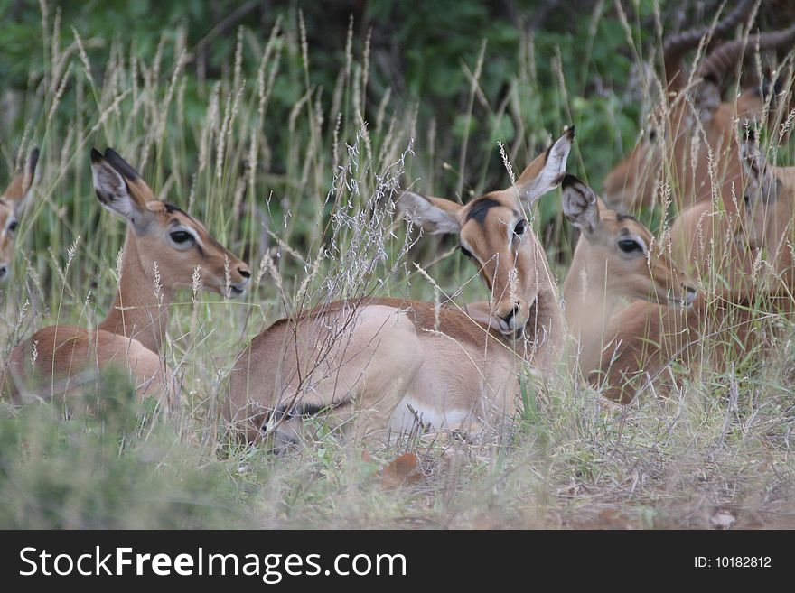 A group of impala resting and grooming themselves. The picture was taken inside the Kruger National Park