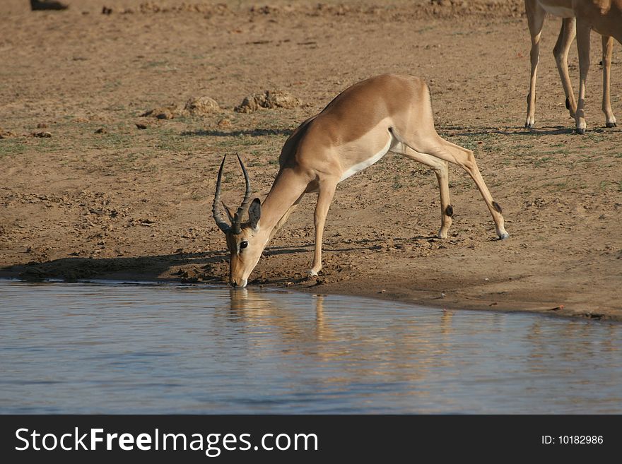 Impala at water hole