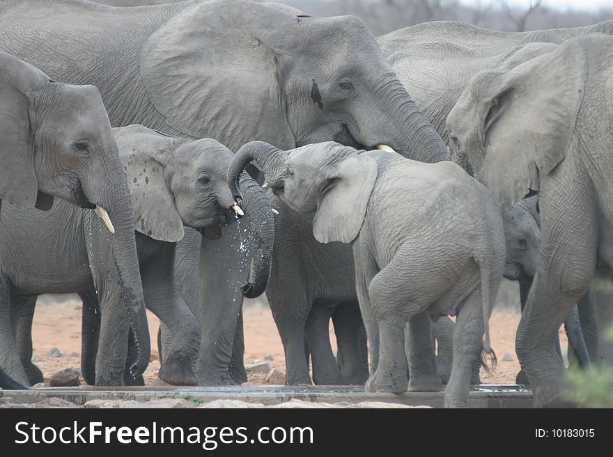Elephant together with two babies at a water hole. The picture was taken close to the Phalaborwa gate of the Kruger National Park. Elephant together with two babies at a water hole. The picture was taken close to the Phalaborwa gate of the Kruger National Park