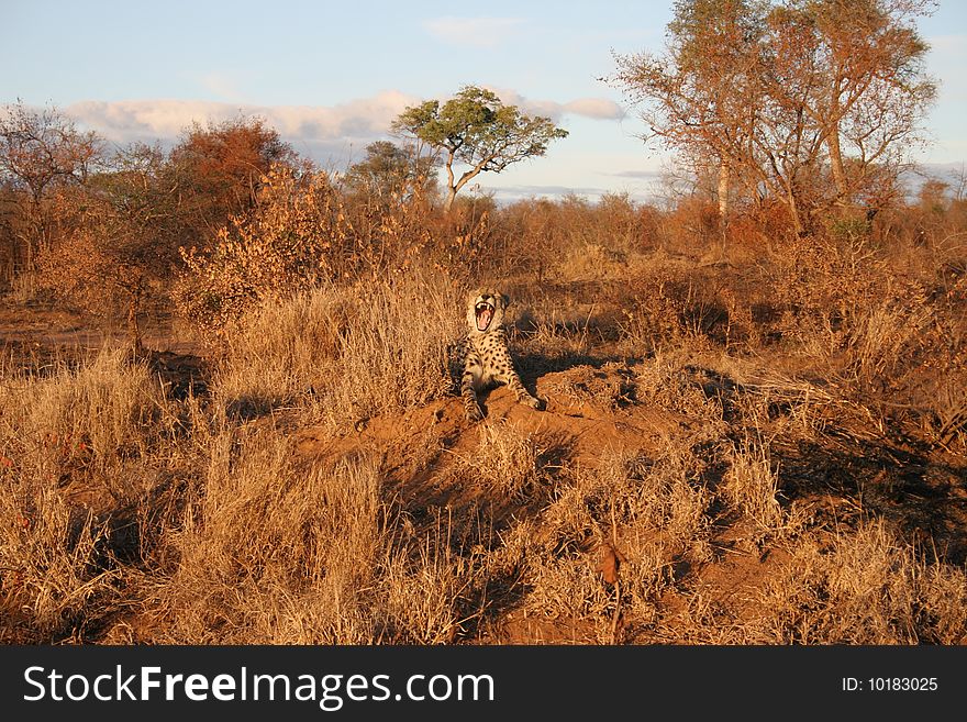 Male Cheetah Yarning