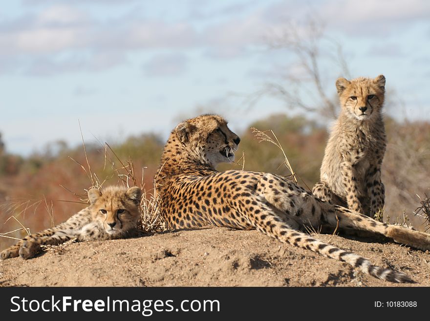 Two young cheetahs together with their mother sun bathing on an ant hill. Two young cheetahs together with their mother sun bathing on an ant hill.