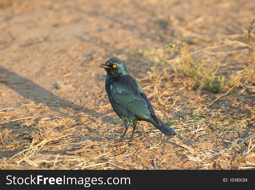 A glossy starling begging for food at one of the rest stops inside the Kruger National Park