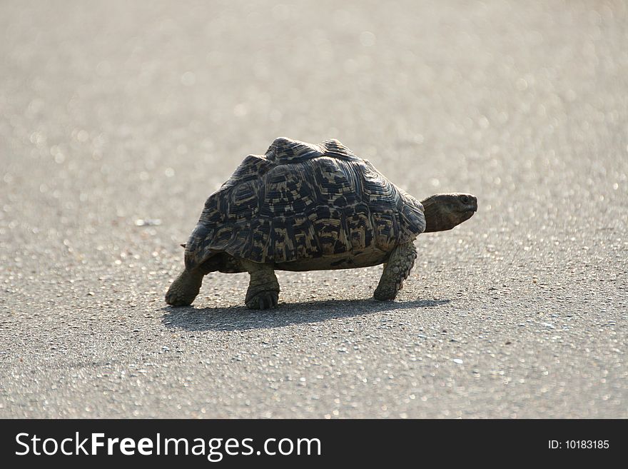 A Leopard tortoise crossing a road in the Kruger National Park