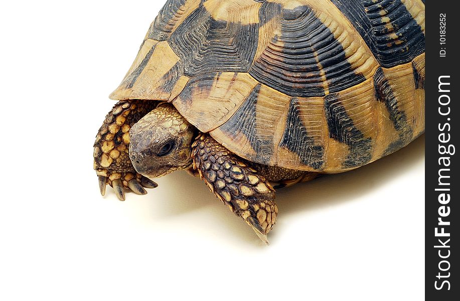 Shy turtle isolated on white