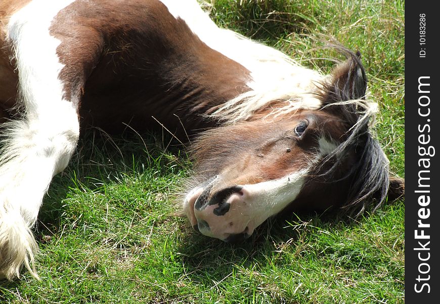 Tied Horse picture taken in Essex England