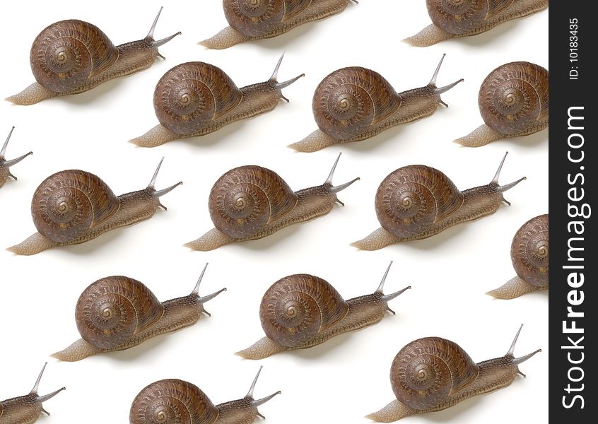 A group of snails traveling to the motherland. A group of snails traveling to the motherland