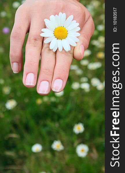 Camomile flower between fingers of a female hand. Camomile flower between fingers of a female hand