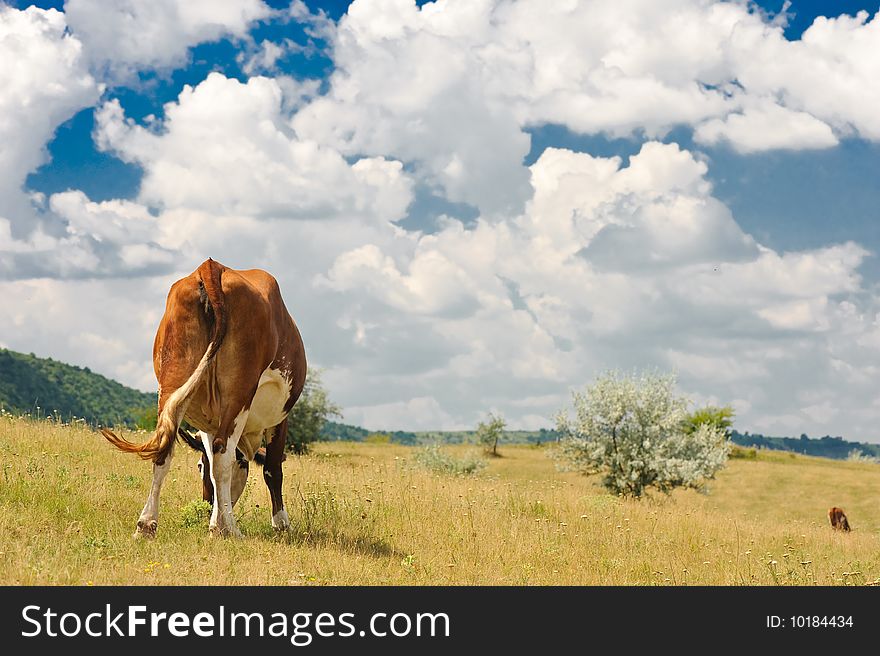 Rear view of a cow grazing at summer sunny meadow