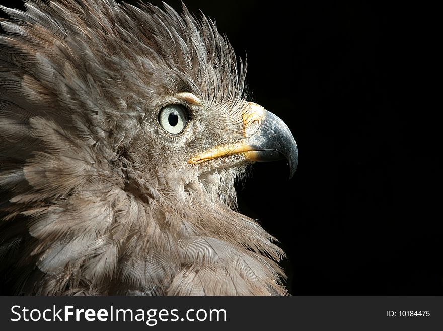 Crested eagle portrait isolated on black background. Crested eagle portrait isolated on black background