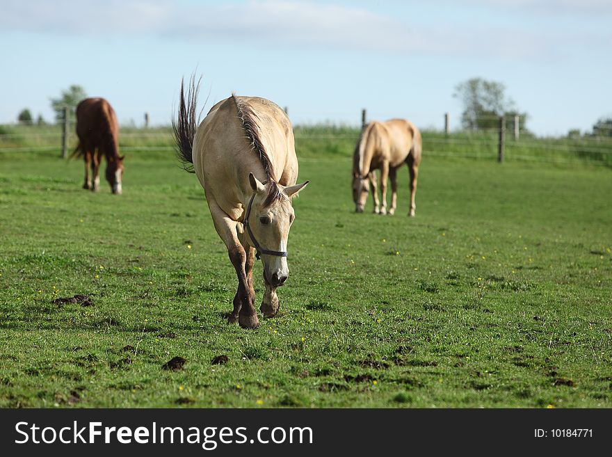 Horse grazing in a field on a sunny spring day. Horse grazing in a field on a sunny spring day.