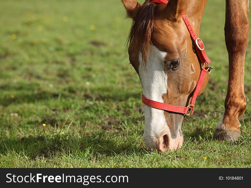 Horse grazing in a field on a sunny spring day. Horse grazing in a field on a sunny spring day.