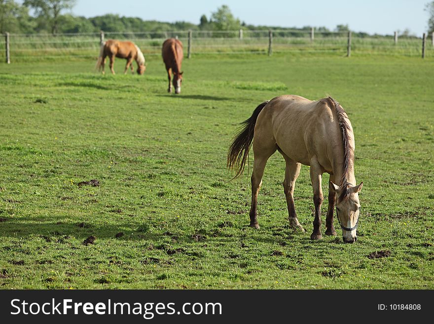 Horse grazing in a field on a sunny spring day. Horse grazing in a field on a sunny spring day.