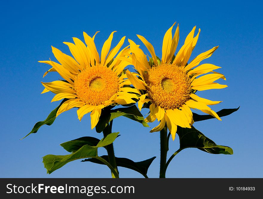 Two sunflowers on a sunny day