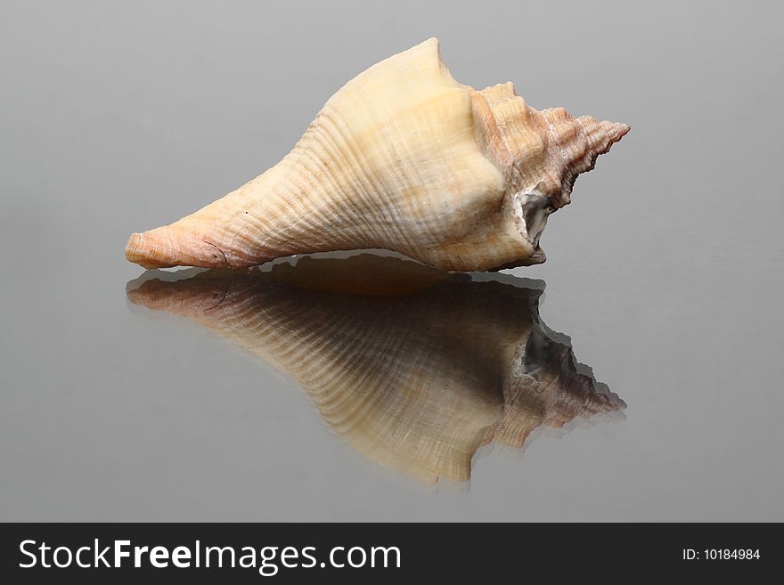 Sea shell isolated at the background