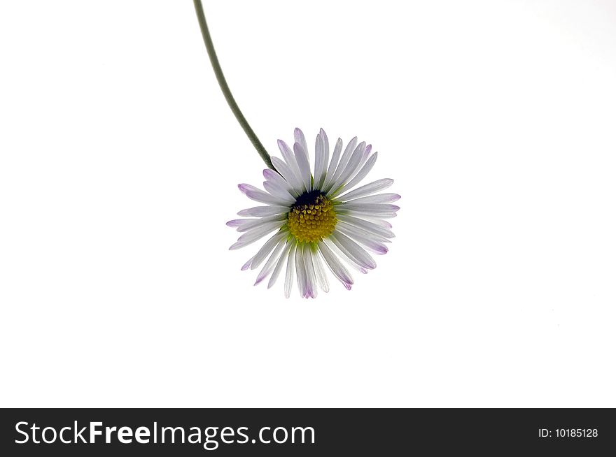 Daisy flower with a white background