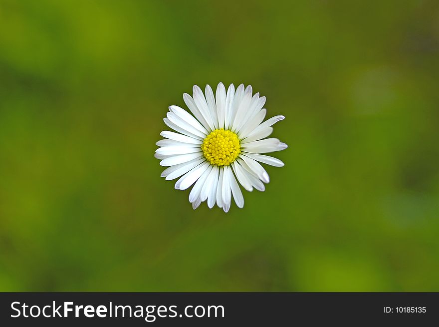 Daisy flower with a green background