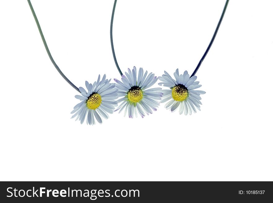 3 Daisy flowers  with a white background