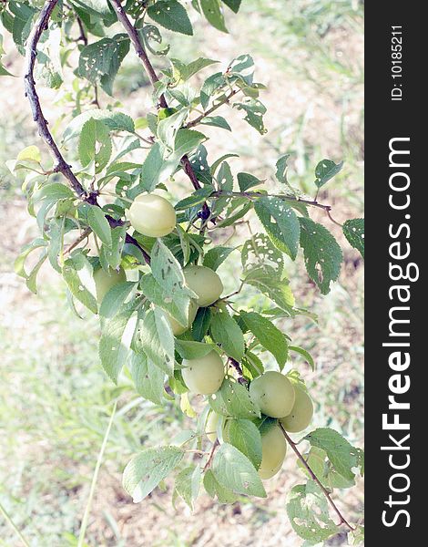 Apricots grow up on the branch. Focus is on the front ground