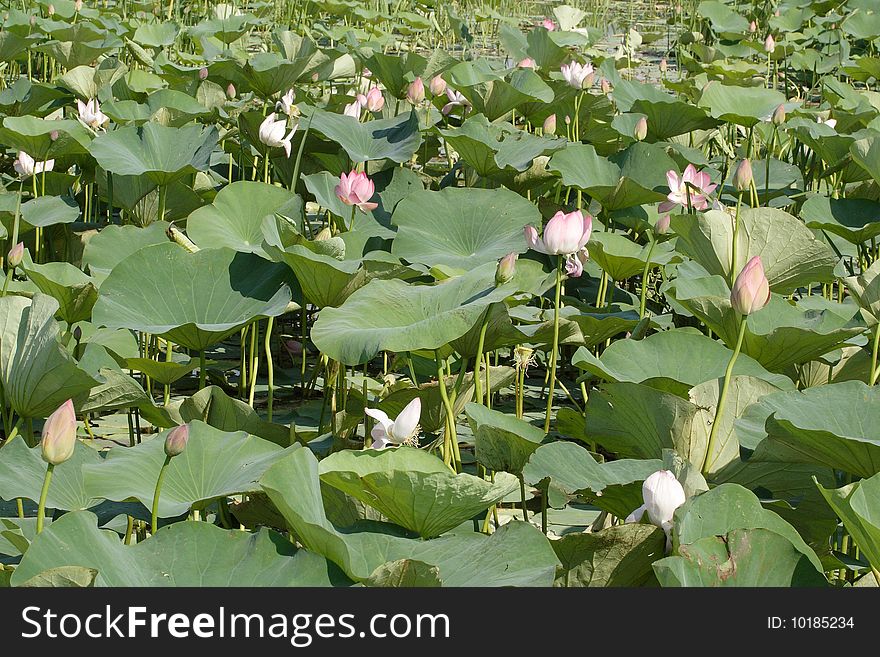 Background with the image of lotuses. Focus is under the front part of the image