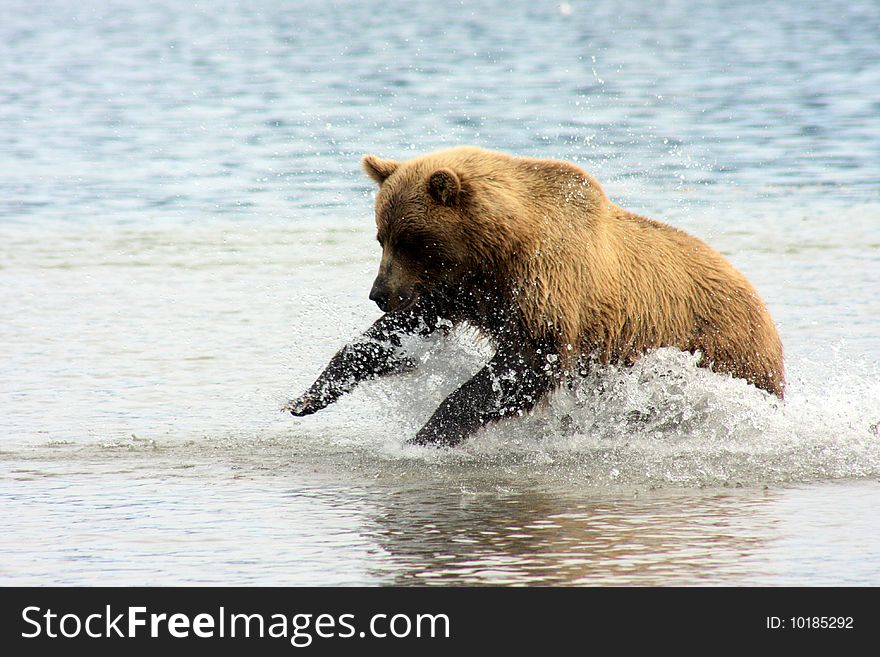 Bear jumps to catch fish. Bear jumps to catch fish