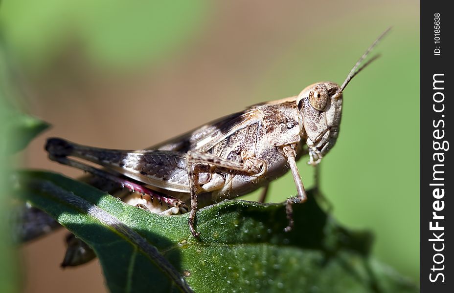 Grasshopper in nature on a leaf